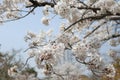 Cheery Blossom is blooming in Japan Royalty Free Stock Photo